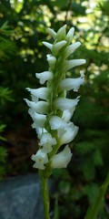 Spiranthes romanzoffiana
