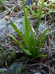Spiranthes romanzoffiana