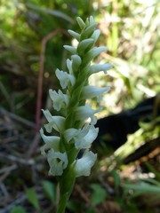 Spiranthes romanzoffiana