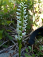 Spiranthes romanzoffiana