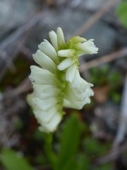 Spiranthes romanzoffiana
