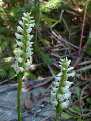 Spiranthes romanzoffiana