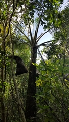 Pseudophoenix sargentii