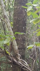 Pseudophoenix sargentii