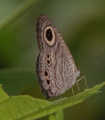 Ypthima baldus newboldi