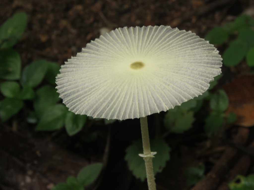 Leucocoprinus fragilissimus · December 2017 · photo: © diogoluiz (iNaturalist, cc-by)