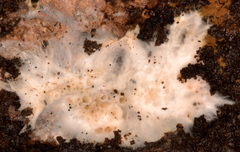 Cyphellaceae