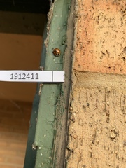 Harmonia axyridis