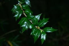 Ilex bioritsensis