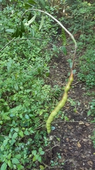Capparis cynophallophora