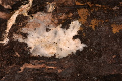 Cyphellaceae