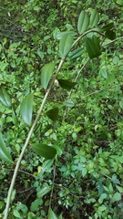 Capparis cynophallophora