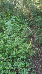 Capparis cynophallophora