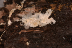 Cyphellaceae