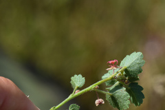 Ayenia mansfeldiana