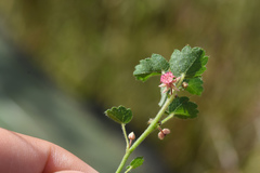 Ayenia mansfeldiana