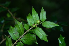 Ilex bioritsensis