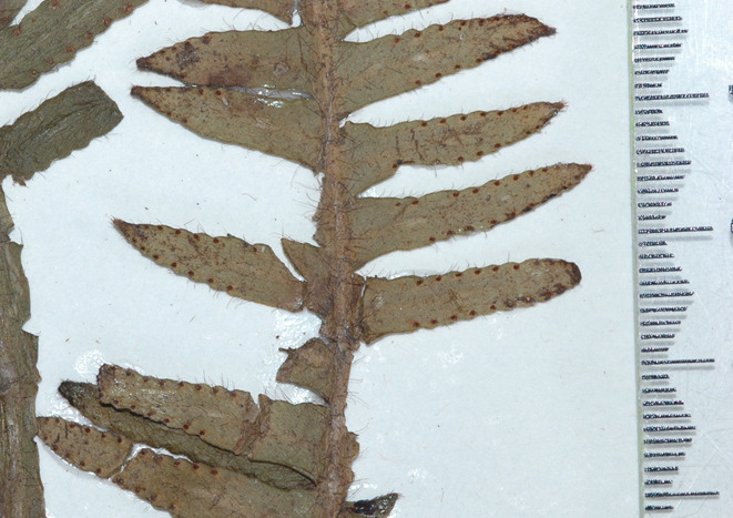 Prosaptia pensilis