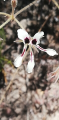 Pelargonium trifoliolatum