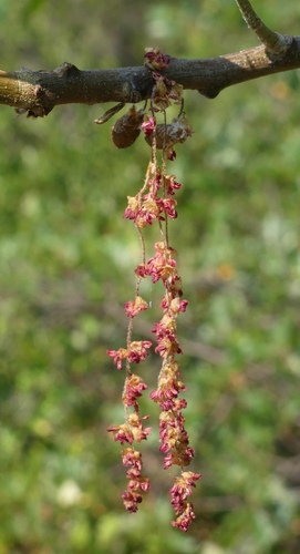 California Black Oak