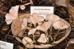 Clitocybe salmonilamella