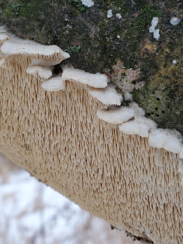 Milk-white Toothed Polypore