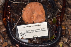 Lactarius subvillosus
