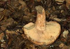 Lactarius subvillosus