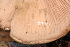 Lactarius subvillosus