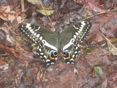 Papilio ophidicephalus