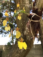 Gomesa bifolia