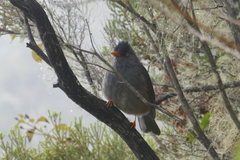 Hypsipetes borbonicus