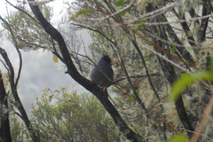 Hypsipetes borbonicus