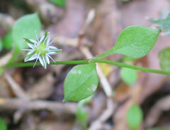 Stellaria parviflora
