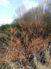 Reynoutria japonica