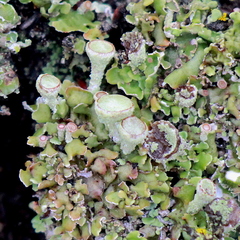 Cladonia asahinae