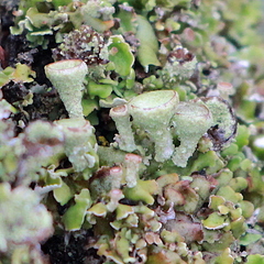 Cladonia asahinae