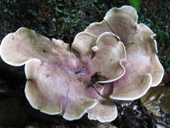 Trogia cantharelloides