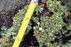 Cladonia asahinae