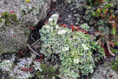 Cladonia asahinae