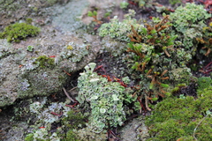 Cladonia asahinae