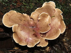 Trogia cantharelloides