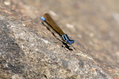 Argia albistigma