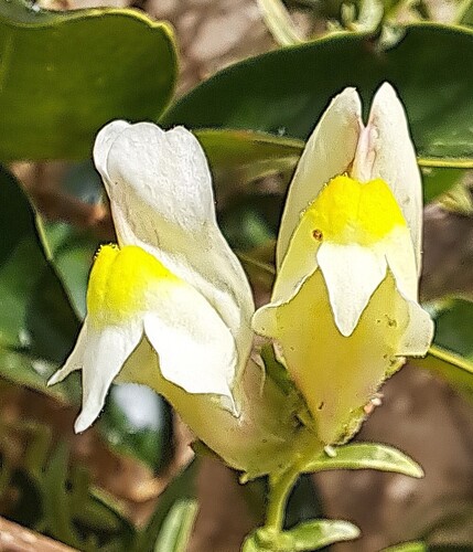Antirrhinum siculum (Antirrhinum siculum)