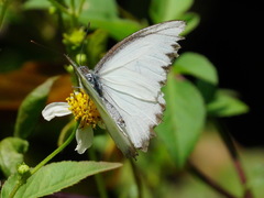 Appias lyncida eleonora