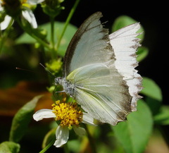 Appias lyncida eleonora