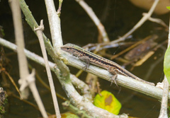 Kentropyx altamazonica