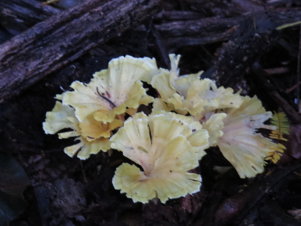 Cotylidia aurantiaca · March 2015 · photo: © diogoluiz (iNaturalist, cc-by)