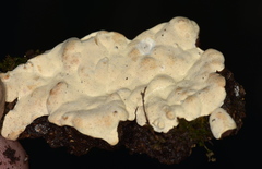 Hyphoderma