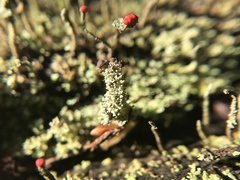 Cladonia parasitica